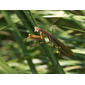 Chinese Mantid