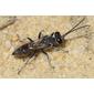 Vespa // Square-headed Wasp (Tachysphex cf. unicolor)