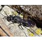 Vespa // Wasp (Auplopus carbonarius)