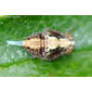 Fulgoromorfo // Issid Planthopper (Tingissus tangirus)
