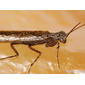 Perlamantis (Perlamantis alliberti)
