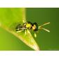 Vespa // Wasp (Halticoptera sp.)