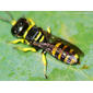 Vespa // Square-headed Wasp (Ectemnius hypsae)