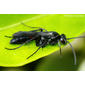 Vespa // Wasp - ID, please!
