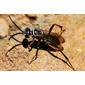 Vespa // Wasp (Ceropales albicincta)