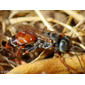 Vespa // Sand Wasp (Tachytes or Tachysphex)