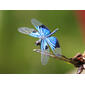 Jewel Flutterer (Rhyothemis resplendens)