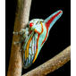 Platycostis vittata (Oak Treehopper)