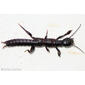 Embiídeo // Webspinner - Haploembia solieri or Embia amadorae ???