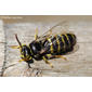 Vespa // Sand Wasp (Bembecinus tridens), male