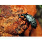 Mt. Lemmon Pleasing Fungus Beetle on Orange Mushroom