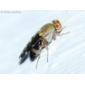 Mosca // Fly (Actocetor indicus)