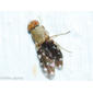 Mosca // Fly (Actocetor indicus)