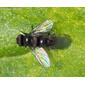 Mosca // Leafminer Fly (Agromyzidae)