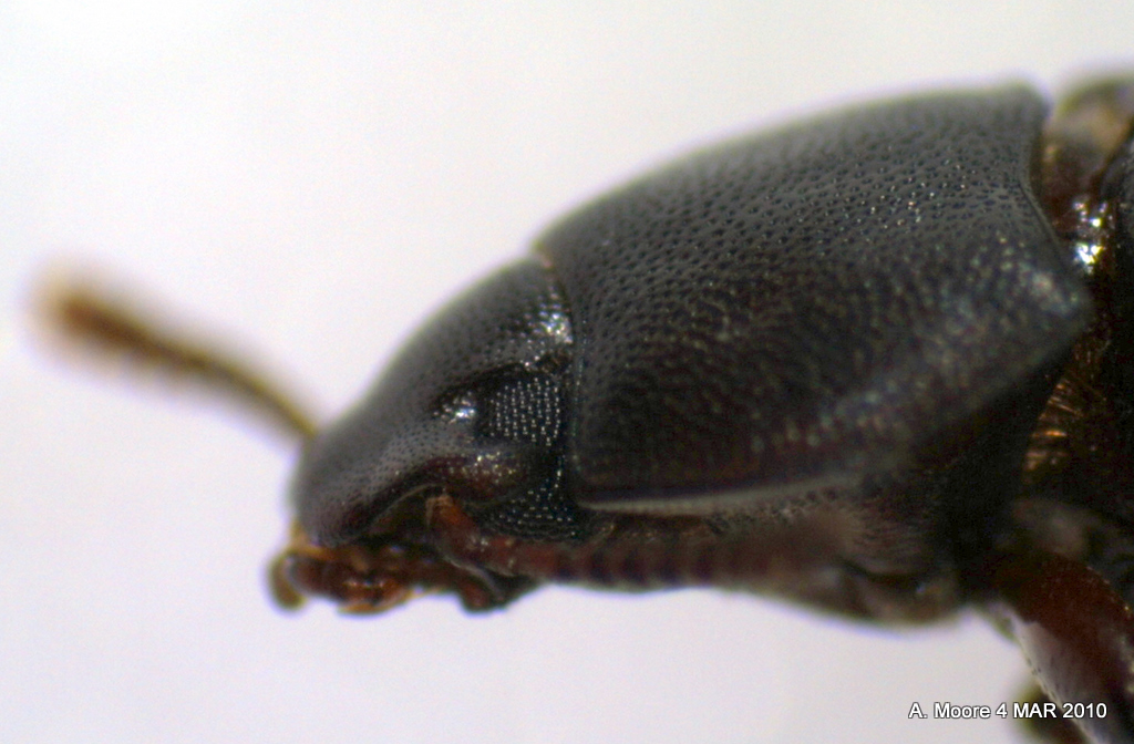 sicily Coleoptera tenebrionidae  pair  timarca pimelioides   italy 